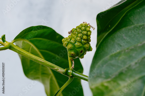 Canvas Print Noni fruit herbal medicines or fresh noni on tree