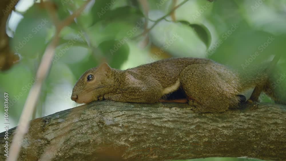 plantain squirrel lying peacefully in the shade on a tree branch plantain squirrel lying peacefully in the shade on a tree branch