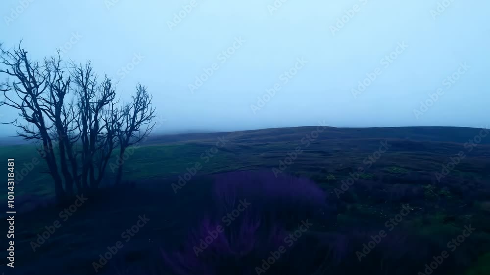 Bare leafless trees stand at the edge of an empty field under a soft blanket of fog with an eerie serene atmosphere of early morning quiet and minimal light. Bare leafless trees stand at the edge of an empty field under a soft blanket of fog with an eerie serene atmosphere of early morning quiet and minimal light.
