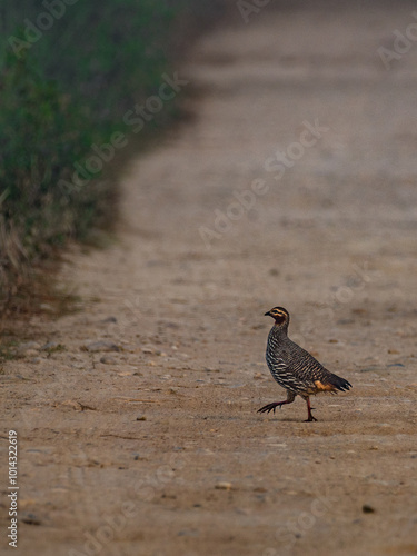 Swam francolin 