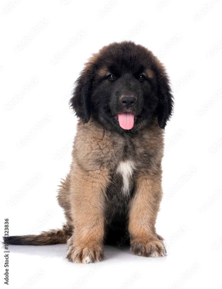 puppy Leonberger in studio puppy Leonberger in studio