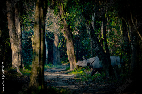 Indian Rhinoceros at kaziranga national park  photo