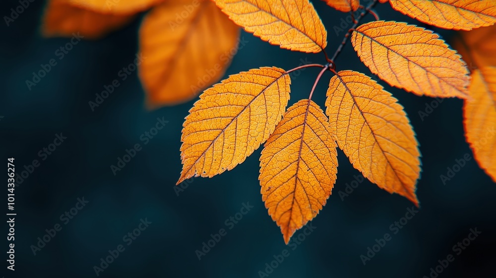 Autumn Leaf Branch Golden Foliage Natural Textures Close up Fall Colors Nature Photo Autumn Leaf Branch Golden Foliage Natural Textures Close up Fall Colors Nature Photo