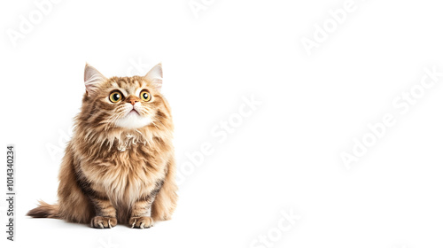 A funny cat with a surprised face and opened mouth with an isolated background photo