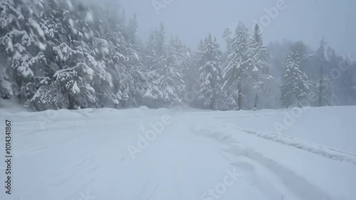 Wallpaper Mural A vast snowy landscape with snow-covered trees lining the scene blanketed by heavy snowfall. The visibility is low and the atmosphere is cold and harsh evoking winter’s raw beauty. Torontodigital.ca
