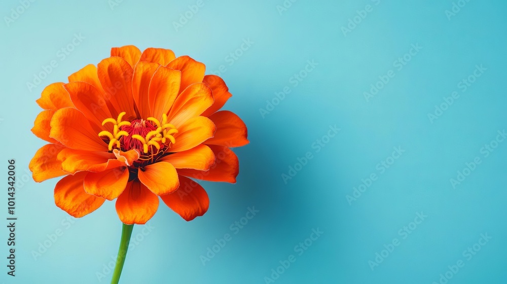 Vibrant orange flower on blue background Vibrant orange flower on blue background