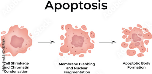Apoptosis Cancer Development Normal Cell Cancer Cell Vector Illustration
