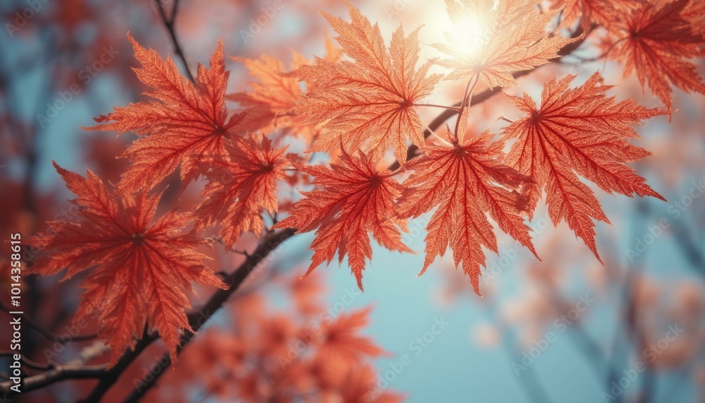Branch of Orange Japanese Maple Leaves Illuminated by the Sun Branch of Orange Japanese Maple Leaves Illuminated by the Sun