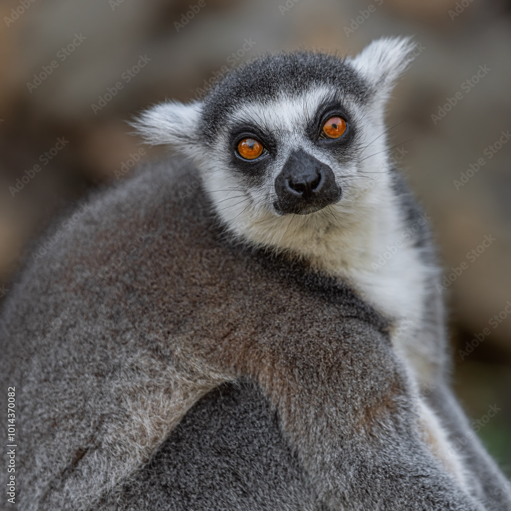 Obraz premium Lemur catta with an attentive gaze