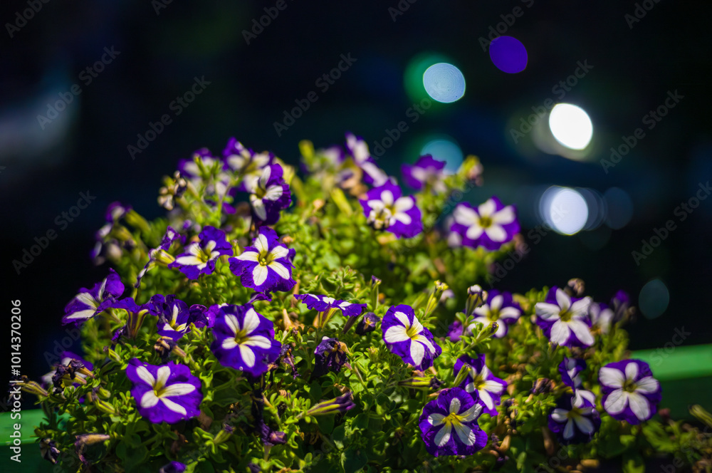 Fototapeta premium Flowers in nightly city