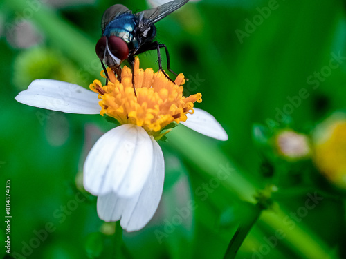 Cochliomyia hominivorax, the New World screw-worm fly, or screw-worm for short, is a species of parasitic fly that is well known for the way in which its larvae (maggots) eat the living tissue. photo