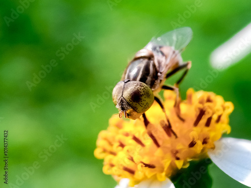 Cochliomyia hominivorax, the New World screw-worm fly, or screw-worm for short, is a species of parasitic fly that is well known for the way in which its larvae (maggots) eat the living tissue. photo