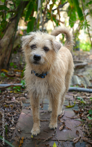 Canvas Print A scruffy, light brown-colored dog with expressive eyes stands on a garden path, surrounded by lush greenery