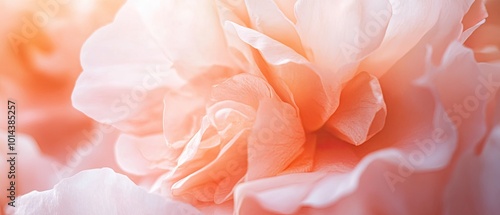 Delicate peach petals of a blooming flower create a soft and romantic atmosphere, perfect for nature-inspired designs.