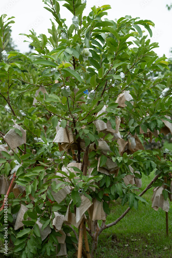 Obraz premium Close of guava tree with wrapping and green vibe