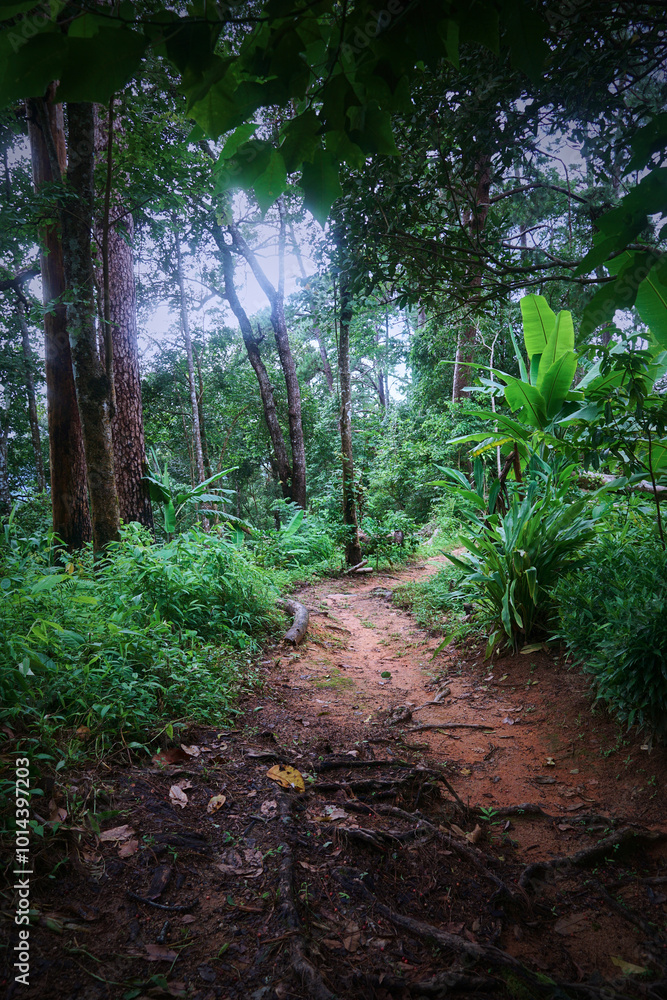 A forest path with a lot of trees and plants A forest path with a lot of trees and plants