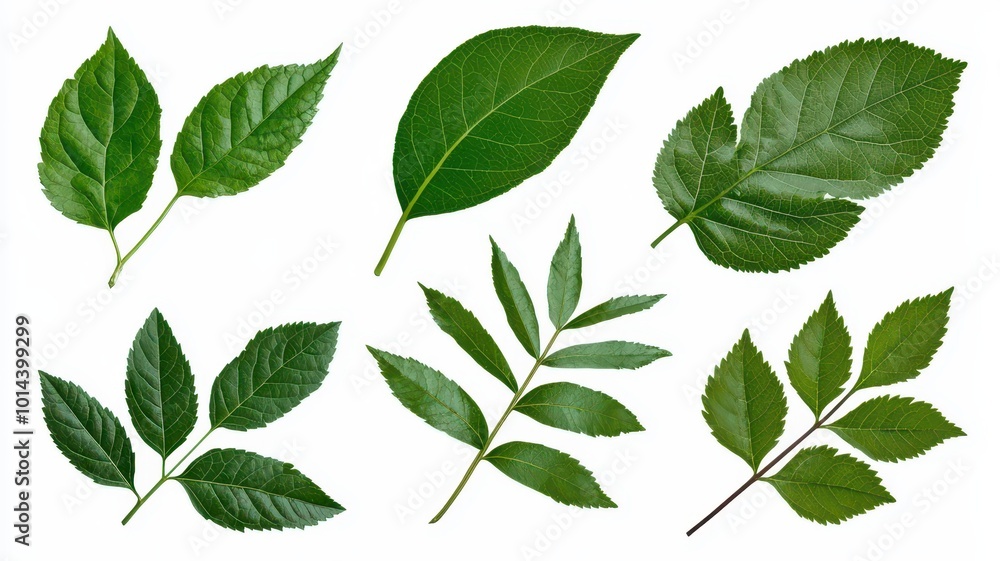 A collection of various green leaves showcasing different shapes and textures, emphasizing the diversity of plant life. A collection of various green leaves showcasing different shapes and textures, emphasizing the diversity of plant life.