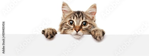 Cute tabby cat peeking over white surface.