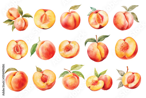 Watercolor peach tropical fruits hand drawn illustration set on white background