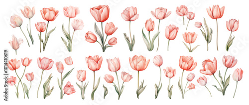 Watercolor tulip flowers hand drawn floral illustration set on white background