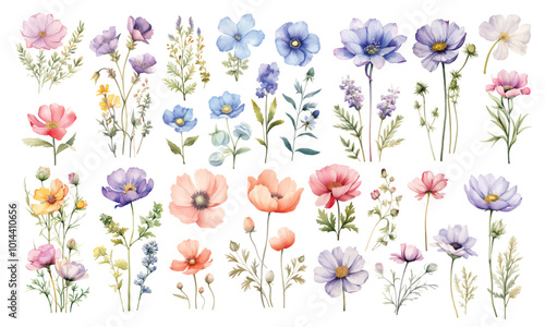 Watercolor wild flowers hand drawn floral illustration set on white background