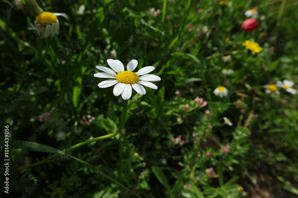 daisy in the grass daisy in the grass