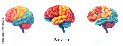 Set of 3 Brain, vector illustration, flat design, human brain, vibrant color palette, rainbow