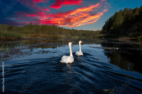 Fotografie swans on the river with epic sunset clouds