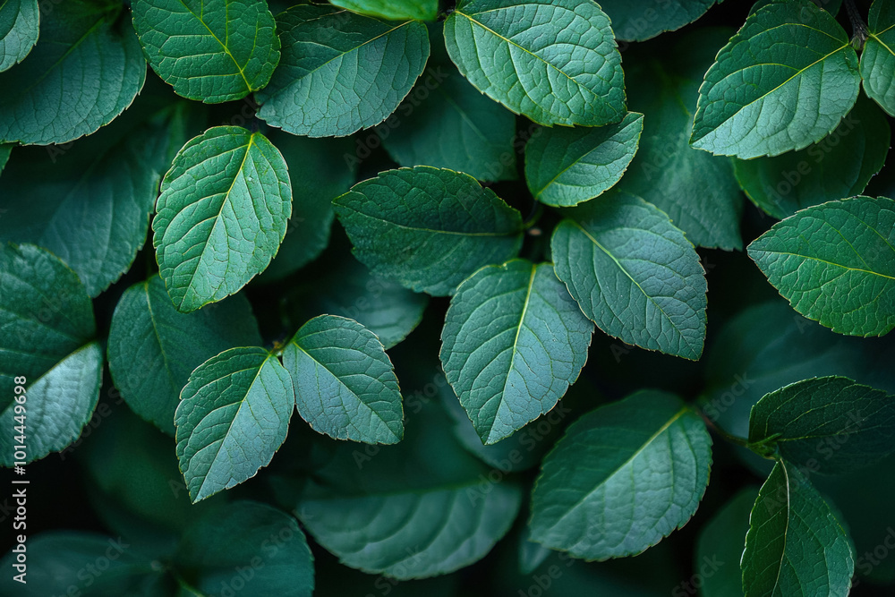 Green Leafy Background Green Leafy Background