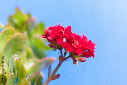 Red Kalanchoe flowers photo