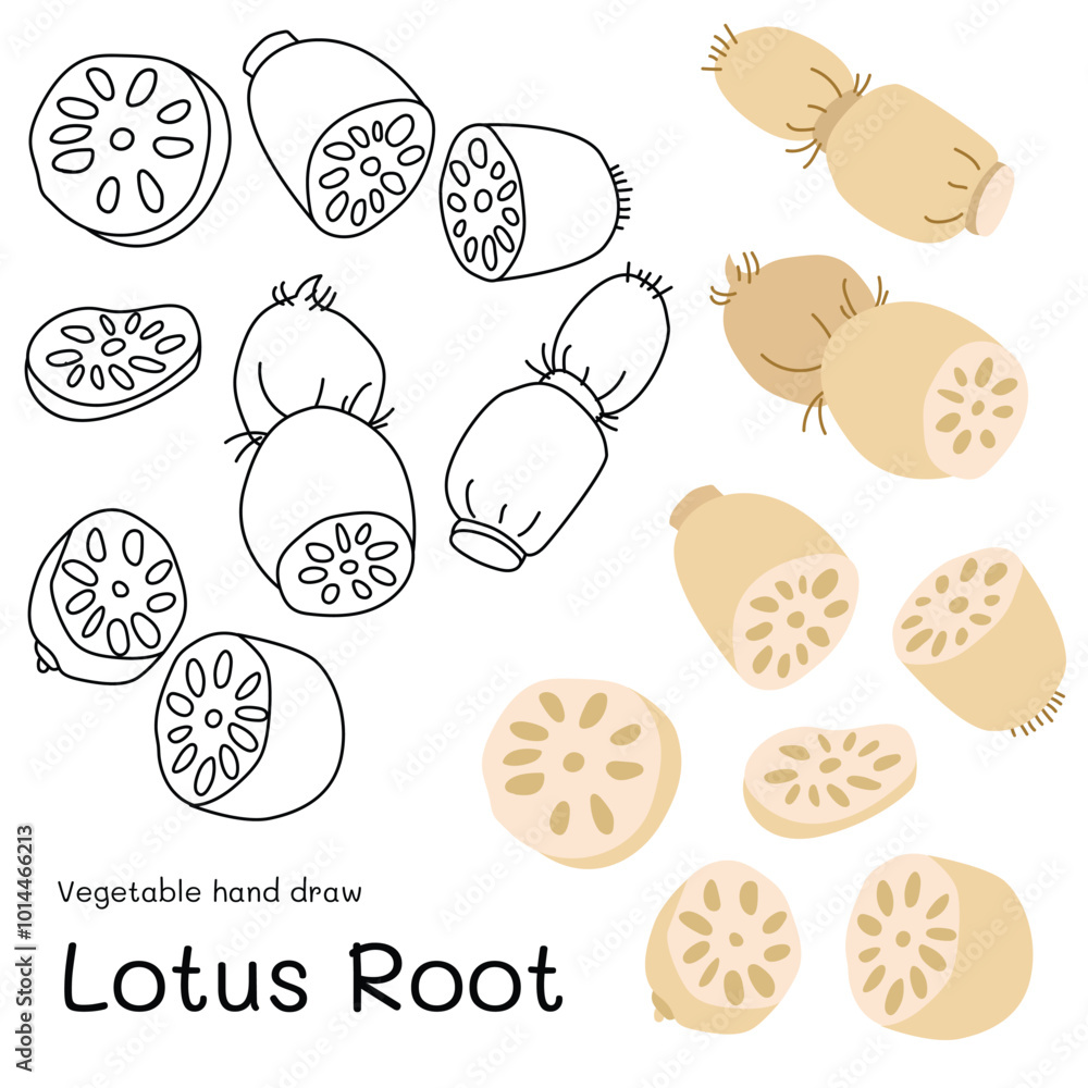 Lotus Root doodle vegetable hand drawn outline and colors for kid, Package, labels Design element. Vector illustration Lotus Root doodle vegetable hand drawn outline and colors for kid, Package, labels Design element. Vector illustration