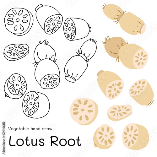 Lotus Root doodle vegetable hand drawn outline and colors for kid, Package, labels Design element. Vector illustration