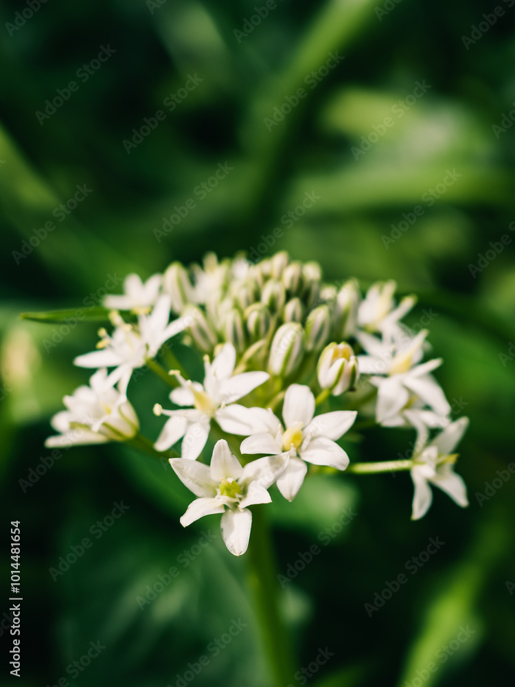 Spring flowers in the garden