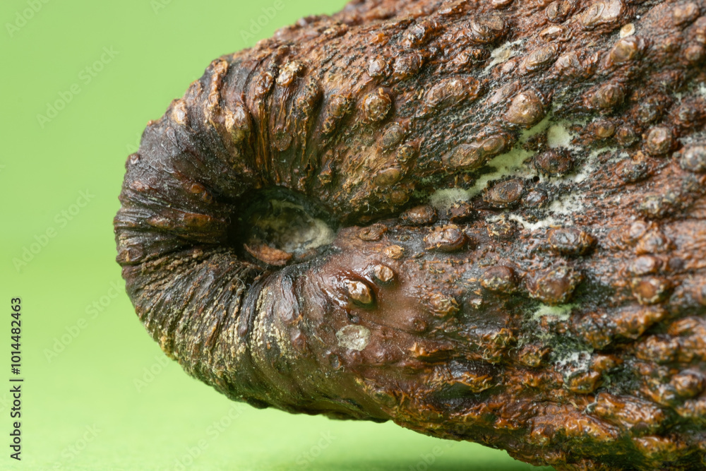 Close up of an avocado Close up of an avocado