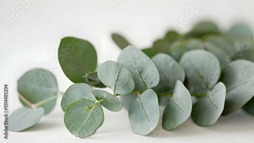 close up of eucalyptus on white table