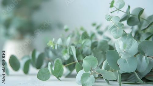 close up of eucalyptus on white table