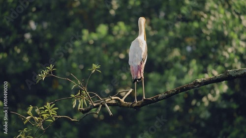 painted stork resting on a high tree branch
