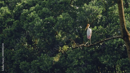 painted stork amidst nature sunshine on a high tree branch