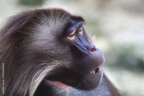 Gelada Baboon portrait photo