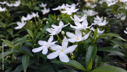 Sampaguita Jasmine in the garden, white jasmine,