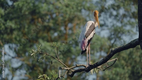 painted stork resting on a tree branch in the morning sun