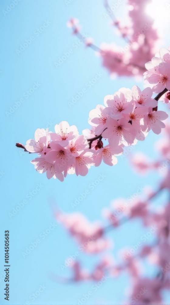Cherry Blossoms in Full Bloom Against a Clear Blue Sky Cherry Blossoms in Full Bloom Against a Clear Blue Sky