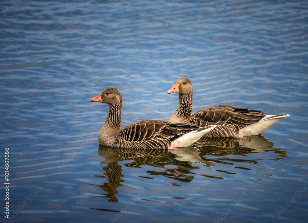 Greylag goose couple swimming in the water