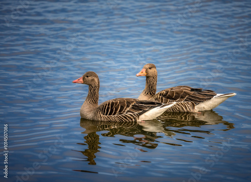 Obraz na płótnie Greylag goose couple swimming in the water w salonie