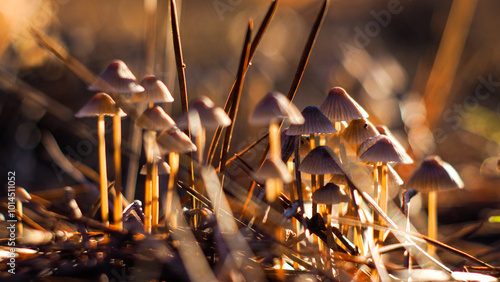 Macro d'un essaim de minuscules champignons, illuminés par le coucher du soleil photo