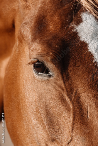 A close-up of a magnificent horse, showcasing strength and elegance. Perfect for promotional materials, posters, or illustrations related to equestrian sports and nature.