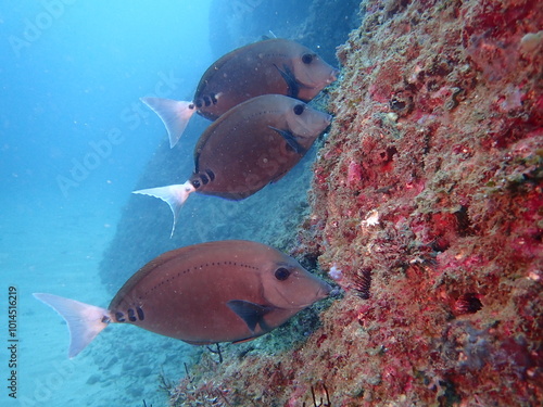 海の岩場に生える海藻を食べる黒い魚のニザダイ photo