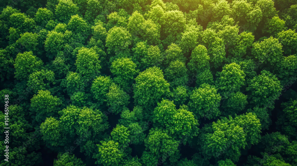 The lush green forest canopy is bathed in sunlight The lush green forest canopy is bathed in sunlight