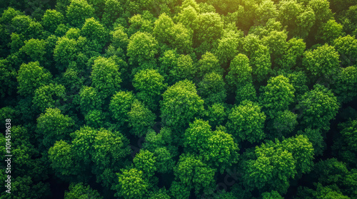 The lush green forest canopy is bathed in sunlight