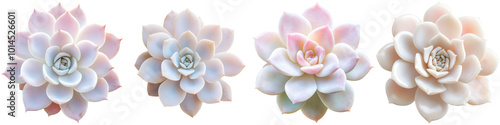 Luminous White Succulent in Macro View, Vibrant Colors Highlighting Intricate Details and Textures of the Plant